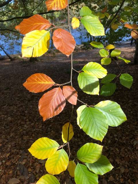 Monthy Loves - October autumnal colours