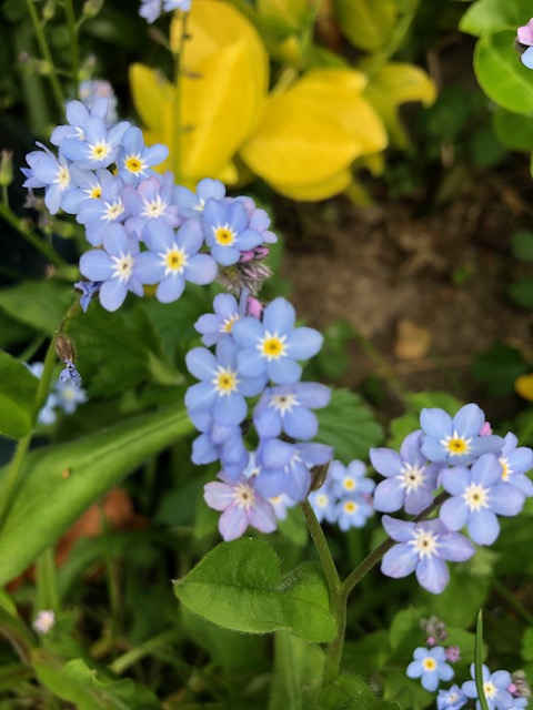 April Loves - Forget Me Nots